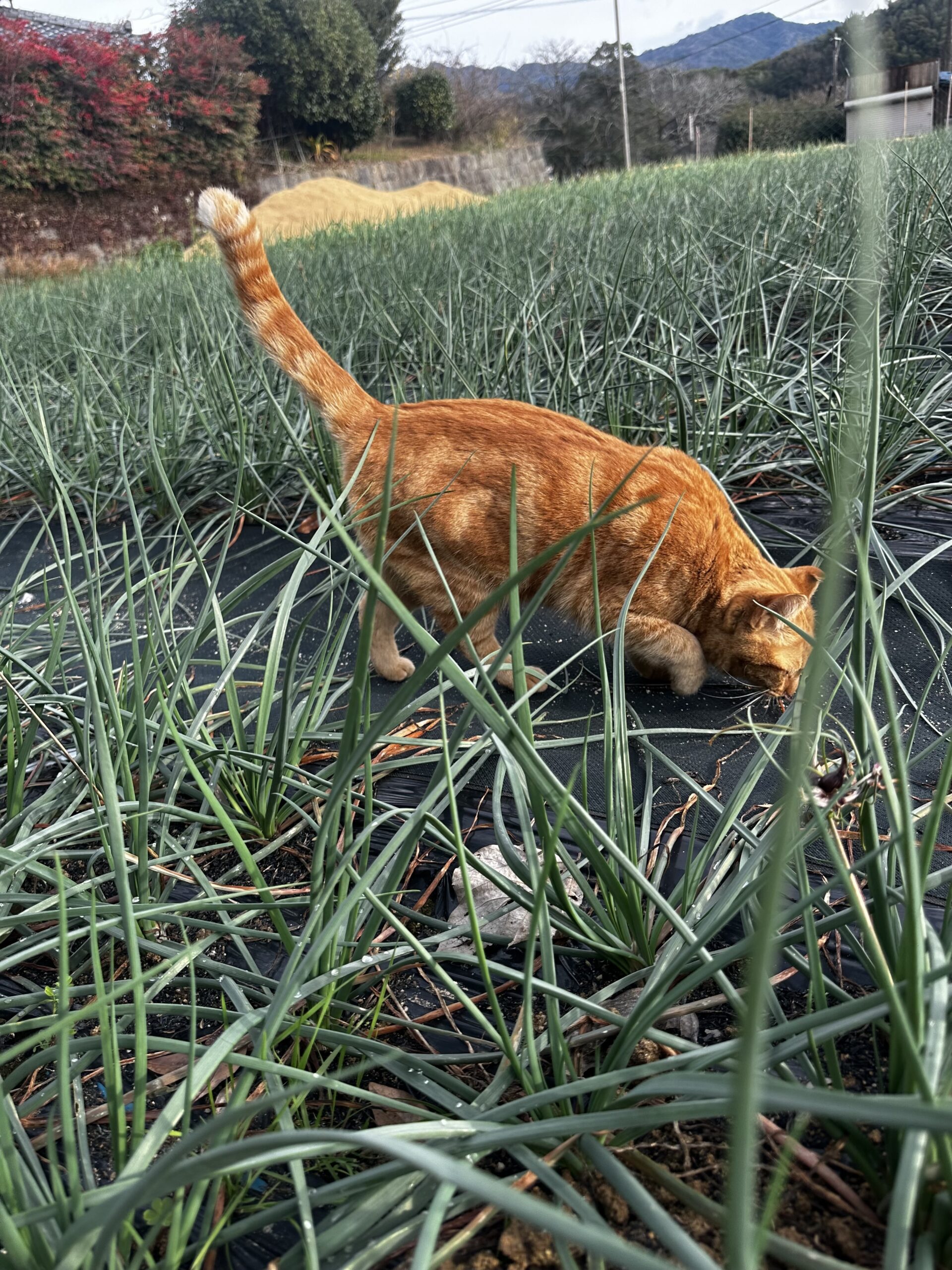 ねこ