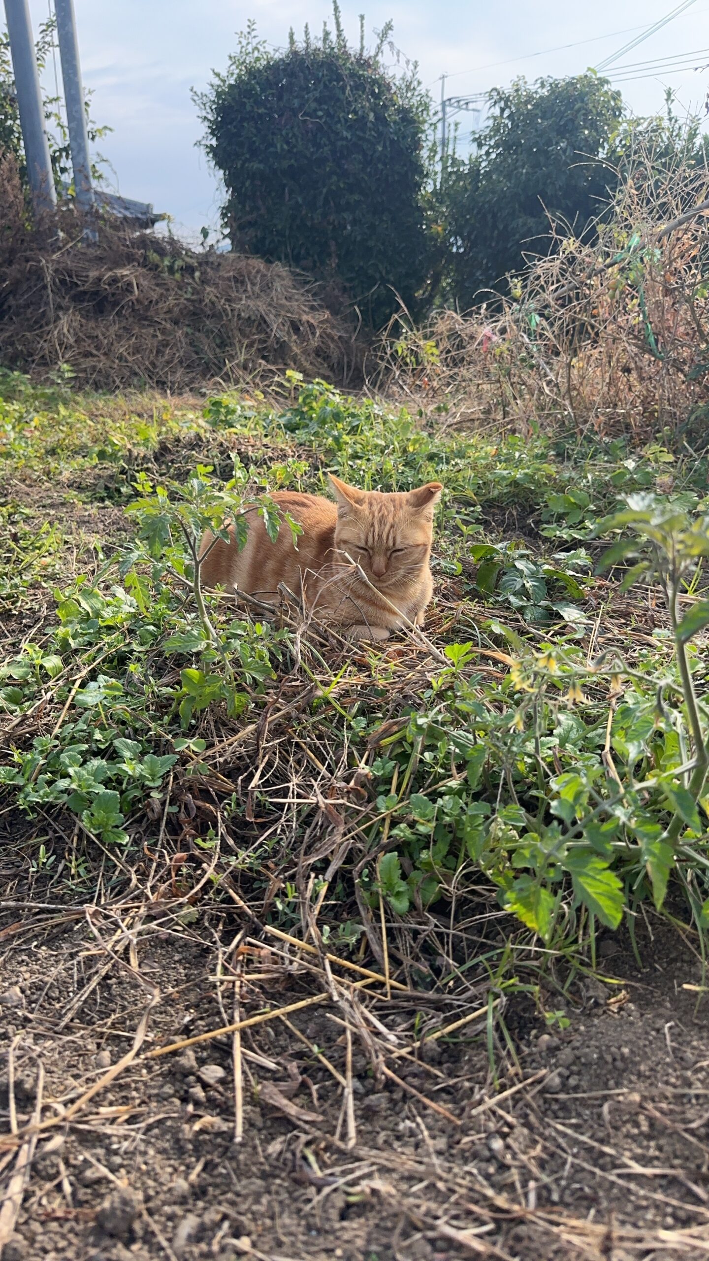 川の景色