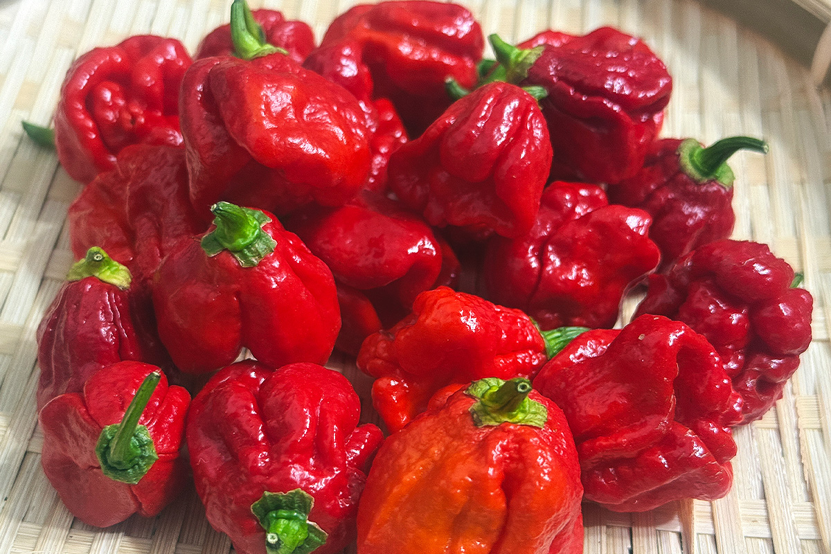 トリニダードスコーピオン