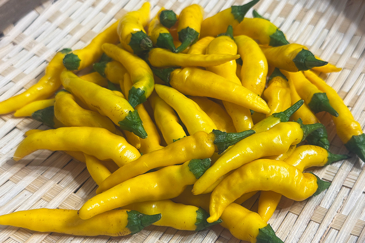 黄金とうがらし