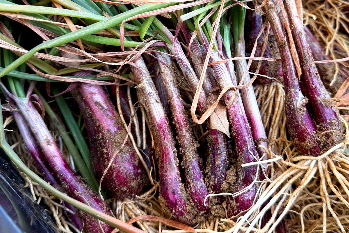 レッドらっきょう